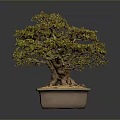 Bonsai Tree in Square Ceramic Pot with Orange Pebbles and Lush Green Foliage