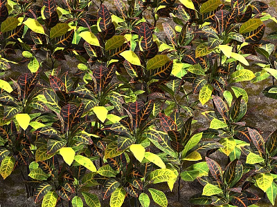 Vibrant Variegated Shrubs With Colorful Green Yellow Red Foliage For Garden Landscaping 3d model