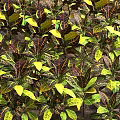 Vibrant Variegated Shrubs With Colorful Green Yellow Red Foliage For Garden Landscaping