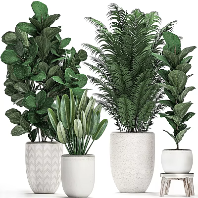 Decorative Plant Arrangement with Various Green Plants in Textured White Planters for Home Decor 3d model