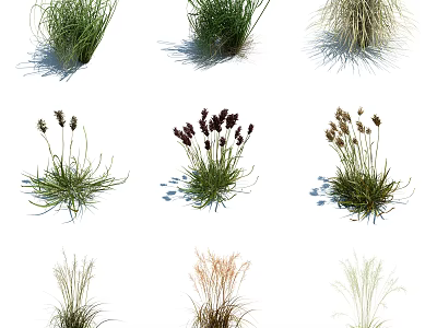 Diverse Herbaceous Flowers And Grasses With Clumping Growth And Spiked Blooms In Green Purple Tones 3d model