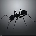 Close up view of black ant with detailed body and long antennae on dark background