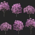 Purple Flowering Arbor Trees In Various Blooming Forms On Black Background