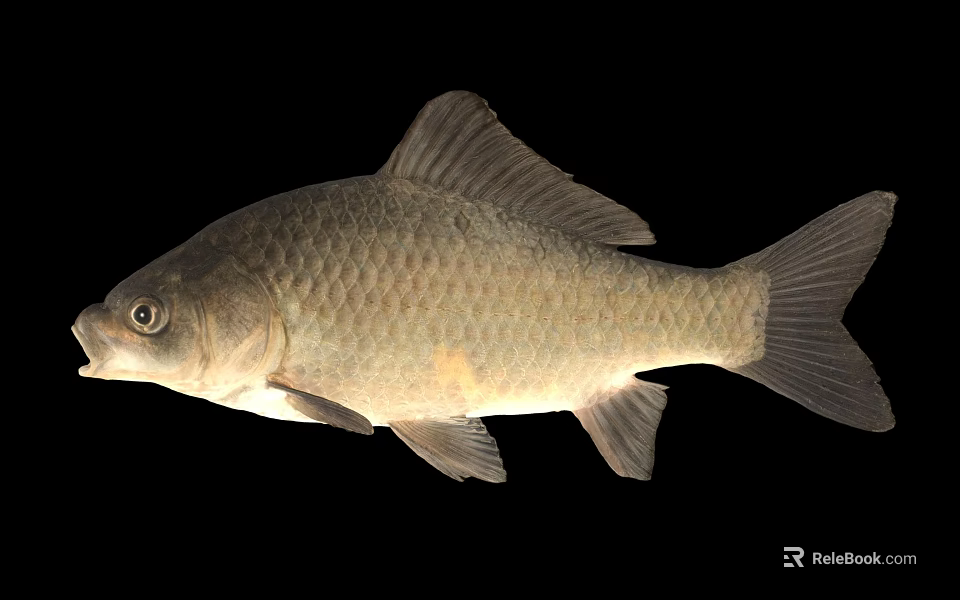 Freshwater Fish With Gray Body And Visible Scales Isolated On Black Background 3d model 