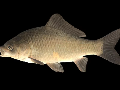 Freshwater Fish With Gray Body And Visible Scales Isolated On Black Background 3d model