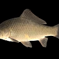 Freshwater Fish With Gray Body And Visible Scales Isolated On Black Background