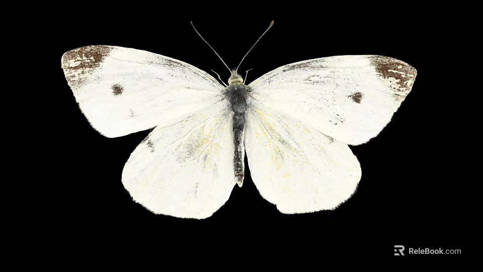 White Butterfly with White Wings Featuring Black Edges and Spots against Black Background 3d model 