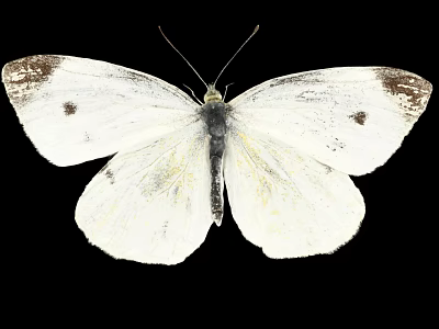 White Butterfly with White Wings Featuring Black Edges and Spots against Black Background 3d model