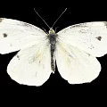 White Butterfly with White Wings Featuring Black Edges and Spots against Black Background