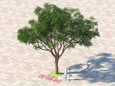 Chinaberry Tree With Green Foliage Standing On Paved Ground With Person And Lamp Post 3d model