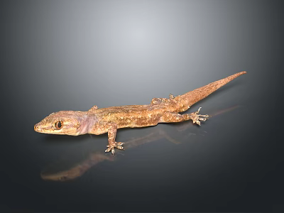 Brown Gecko with Textured Skin Resting on Smooth Surface and Dark Background Reflection 3d model