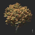 Lush Tree With Orange And Green Leaves And Large Canopy With Human Figure Size Reference