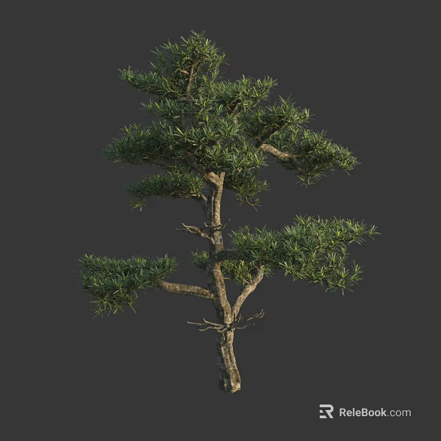 Tall Pine Tree With Thick Trunk And Lush Green Needle Branches 3d model