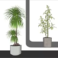 Modern Indoor Bonsai Potted Plants With Light Colored Pots And Green Foliage