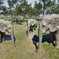 Reptiles Exploring Grassland Area With Trees And Shallow Water Puddles