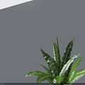 Potted Bonsai Plant with Fresh Green Fern Leaves in White Pot on Gray Tabletop