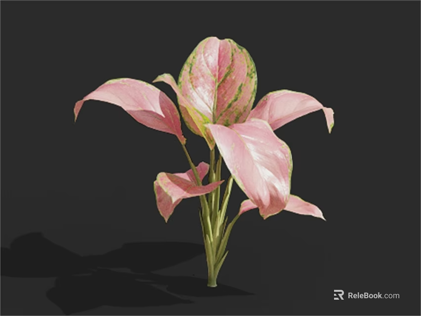 Vibrant Pink And Green Variegated Foliage Plant With Lush Leaves Against Dark Background 3d model 