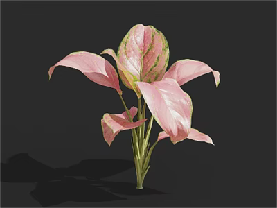 Vibrant Pink And Green Variegated Foliage Plant With Lush Leaves Against Dark Background 3d model