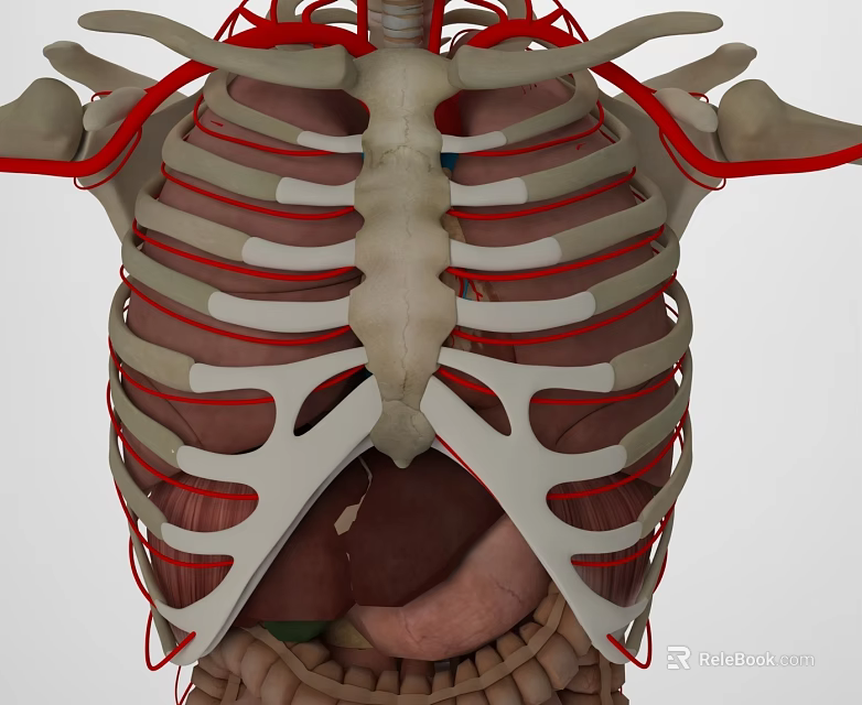 Human Thoracic Anatomy Model Showing Ribs Internal Organs And Vascular Networks 3d model 