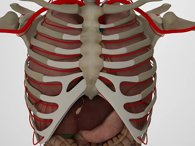 Human Thoracic Anatomy Model Showing Ribs Internal Organs And Vascular Networks 3d model
