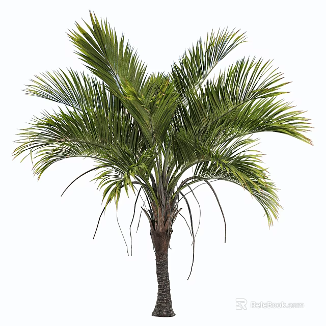 Healthy Lush Green Palm Tree With Tall Brown Trunk And Tropical Fronds 3d model 