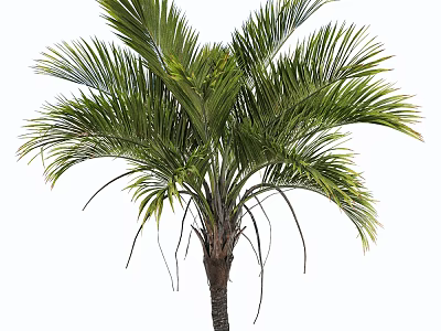 Healthy Lush Green Palm Tree With Tall Brown Trunk And Tropical Fronds 3d model
