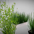 Green Indoor Plants with Various Colored and Different Shaped Planters for Home Decor