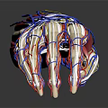 Medical Foot Anatomical Model with Skeleton Vessels and Muscles for Educational