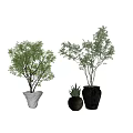 Potted Green Plants In White Brown And Dark Pots For Indoor Home Decor