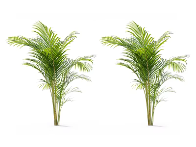 Two Lush Green Palm Trees With Tropical Fronds And Healthy Trunks 3d model