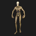 Game Movie Character 3D Model With Slender Body Transparent Skin Skeletal Structure And Visible Organs