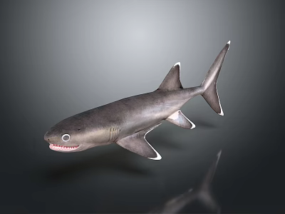 shark great white shark whale shark hammerhead shark tiger head shark man-eating shark blue shark coral red coral white coral 3d model