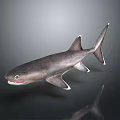 Realistic 3D Shark With Gray Body White Fins Open Mouth And Reflection On Dark Background