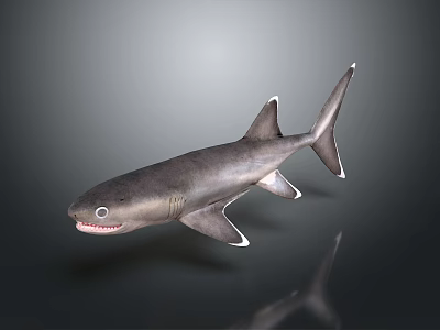Realistic 3D Shark With Gray Body White Fins Open Mouth And Reflection On Dark Background 3d model