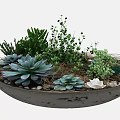 Round Container With Various Green Succulents Pebbles And Twigs Arrangement