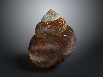 Conch Shell With Brown Exterior And Iridescent Blue White Top Natural Texture 3d model
