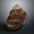 Conch Shell With Brown Exterior And Iridescent Blue White Top Natural Texture