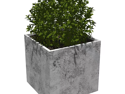 Leafy Green Bonsai Plant in Square Concrete Planter for Home Decor 3d model