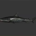 Realistic Shark 3D Model Featuring Sharp Fins Gray Blue Color and Detailed Texture