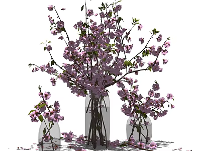 Three Transparent Glass Vases With Pink Cherry Blossom Flowers And Scattered Petals 3d model
