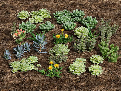 Different Types of Succulent Plants with Colorful Leaves and Yellow Flowers in Natural Soil 3d model