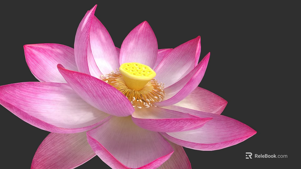 Beautiful Pink Lotus Flower With Vibrant Pink Petals And Yellow Stamen On Dark Background 3d model 