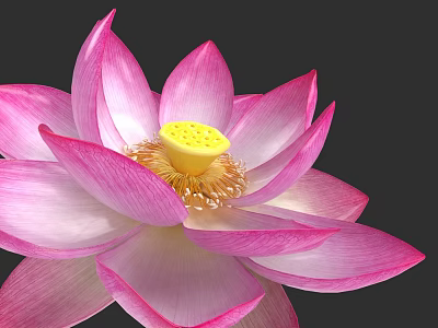 Beautiful Pink Lotus Flower With Vibrant Pink Petals And Yellow Stamen On Dark Background 3d model