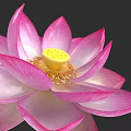 Beautiful Pink Lotus Flower With Vibrant Pink Petals And Yellow Stamen On Dark Background