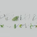 Various Flowers and Plants with Green Leaves and Natural Foliage on White Background
