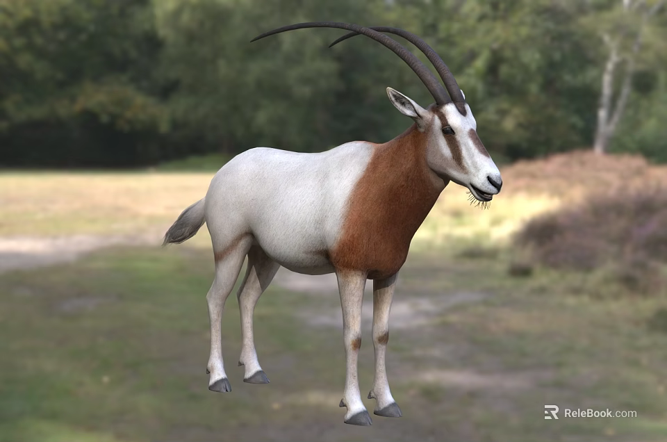 White and Brown Antelope With Long Horns Standing On Grassland With Trees 3d model 