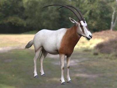 White and Brown Antelope With Long Horns Standing On Grassland With Trees 3d model