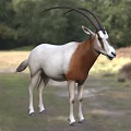 White and Brown Antelope With Long Horns Standing On Grassland With Trees