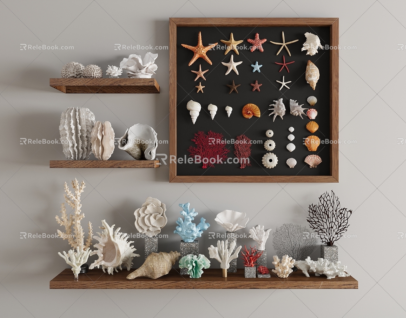 Modern Shell Conch Coral Specimen Marine Specimen Specimen Wall Display Wall Specimen Decoration Wall Hanging 3d model