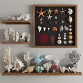 Nautical Decorative Ornament Set With Starfish Seashells Corals On Wooden Shelves And Frame